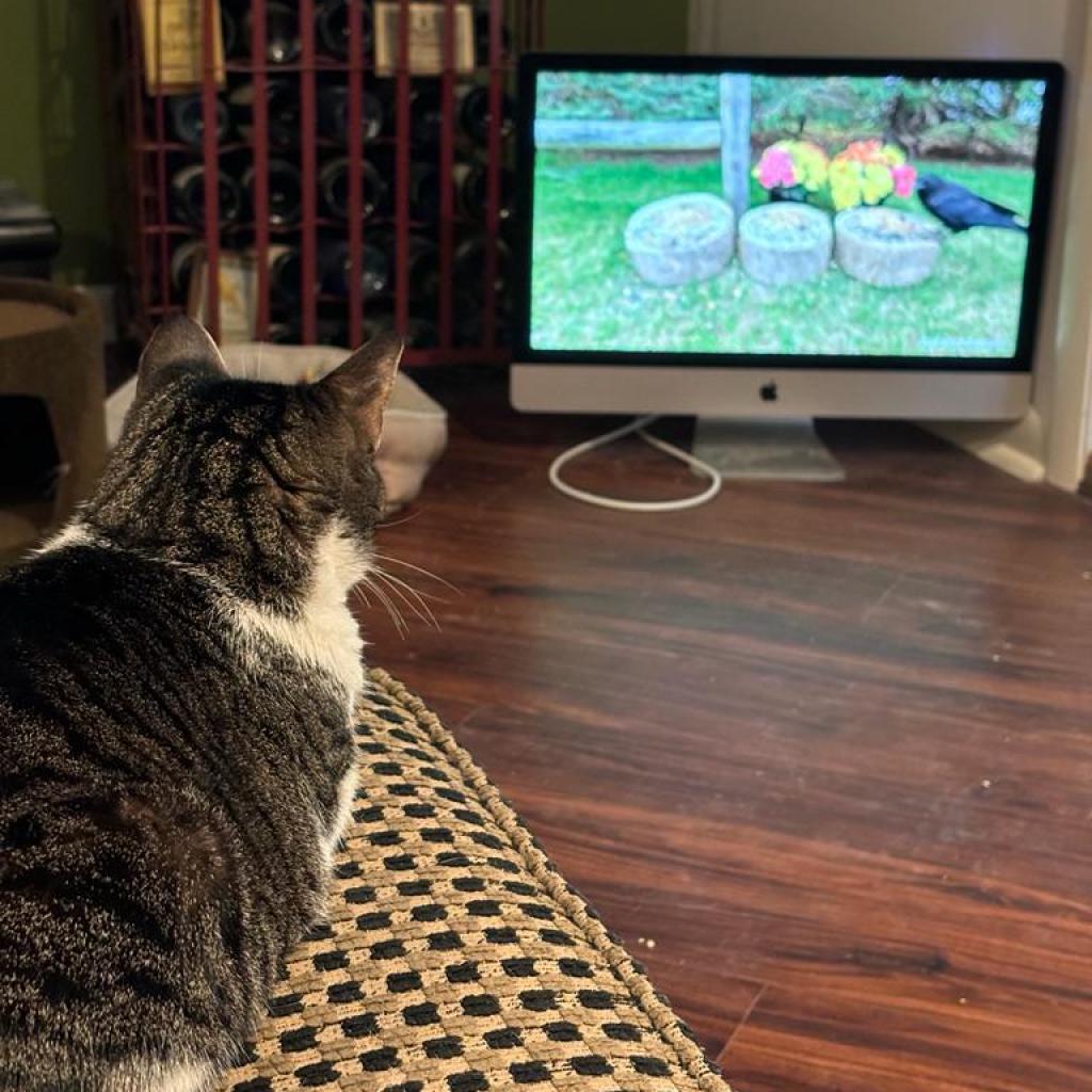 Robertta, a beautiful tabby and white cat, watching a video of birds (a.k.a. cat TV)