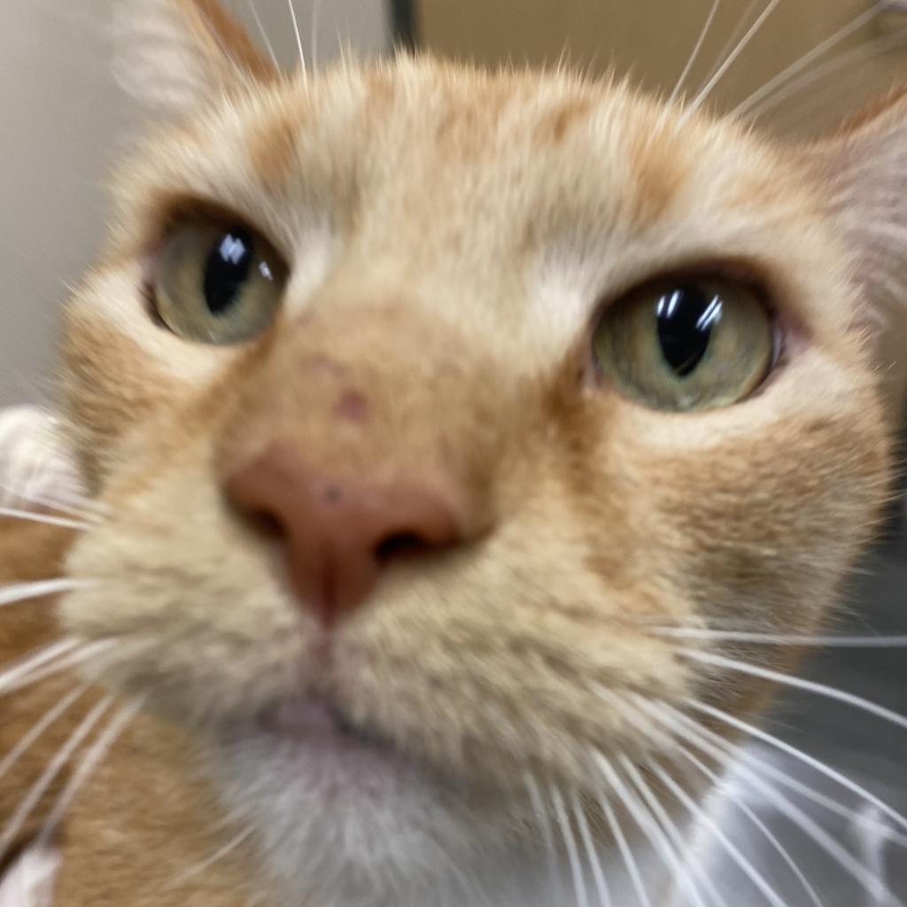 Milo, an adorable cat with a creamy orange tabby and white coat and beautiful green eyes, his face very close to the camera and his pink nose looking extra boopable