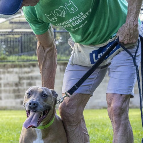 dog walker wayne photo