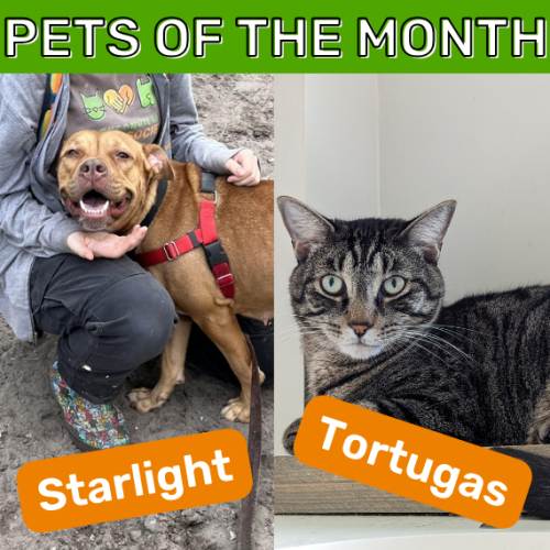 February Pets of the Month Starlight and Tortugas