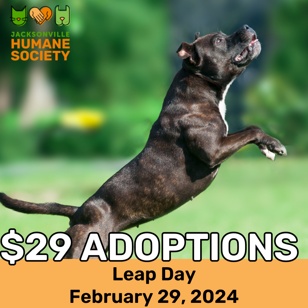 leap day adoptions
