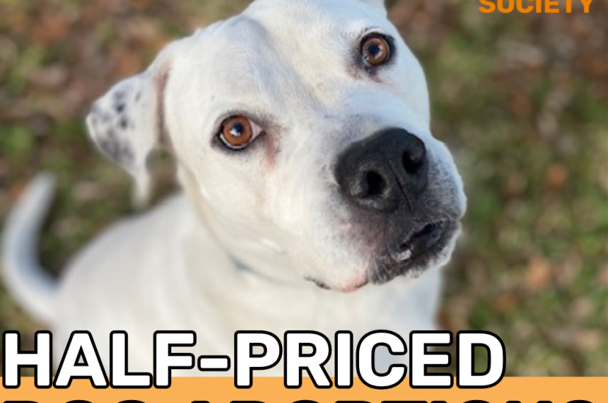 northside petsmart adoptions ()