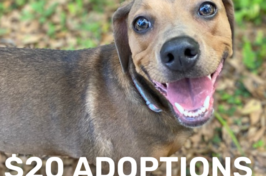Adoption Event ()