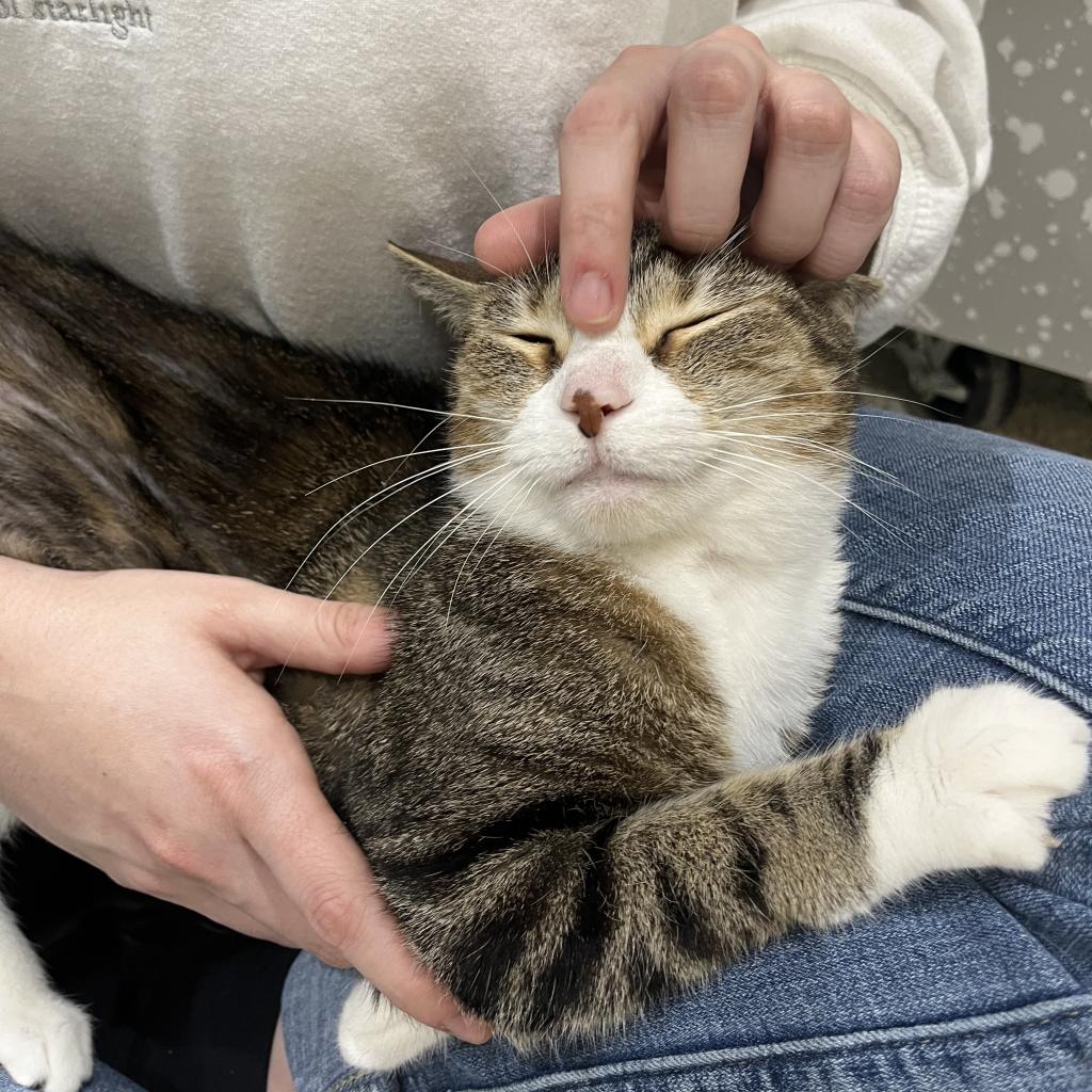 Feta, an incredibly cute tabby and white cat, sitting in a person's lap while enjoying some head rubs