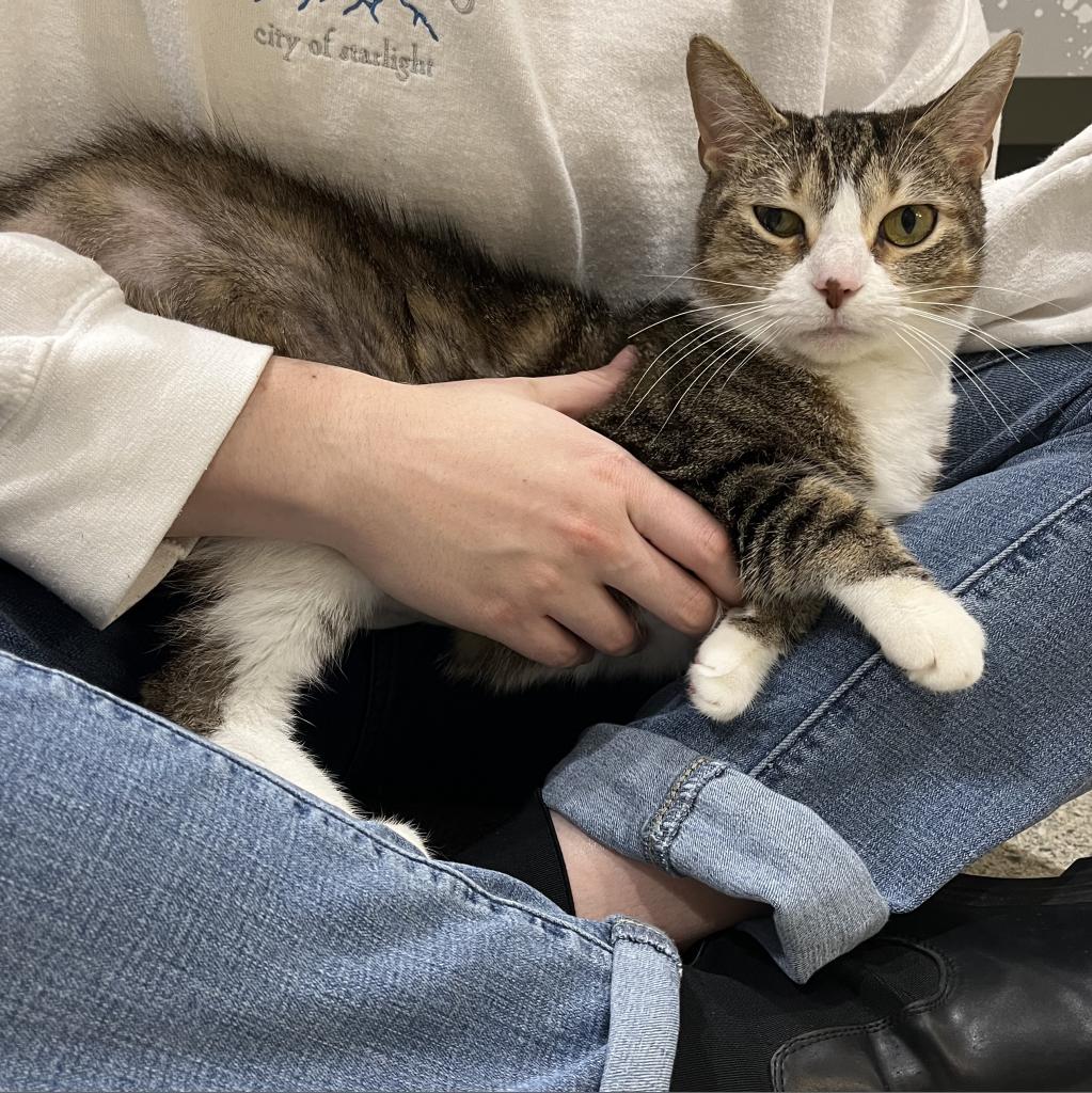 Feta, an incredibly cute tabby and white cat, sitting in a person's lap while gazing at the camera