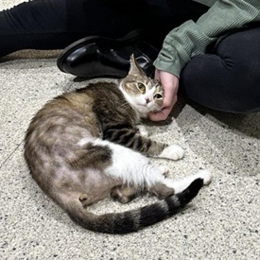 Feta, an incredibly cute tabby and white cat, rolling on the ground while getting cheek rubs 