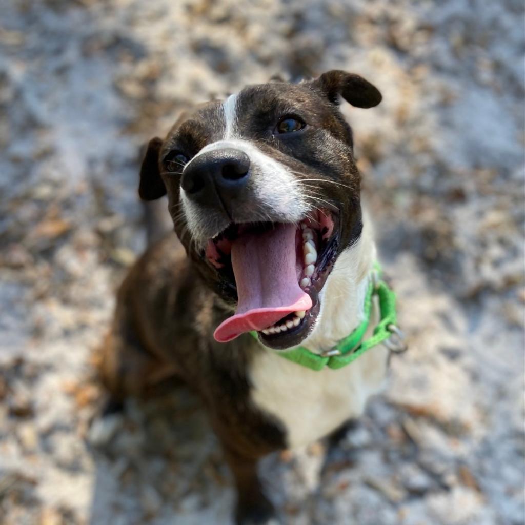Sprout, an adorable brown and white mixed breed dog, smiling with his tongue hanging out