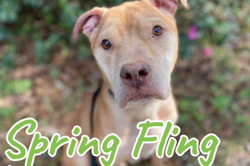 spring fling Adoption Event
