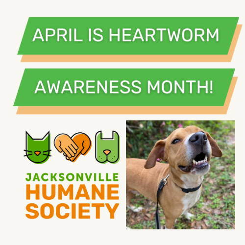 heartworm awareness blog ()