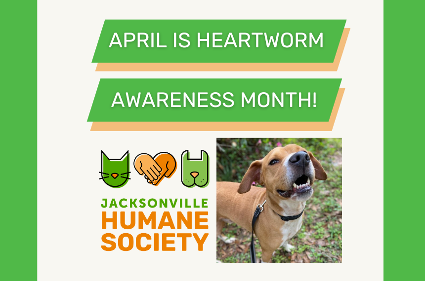 heartworm awareness blog ()