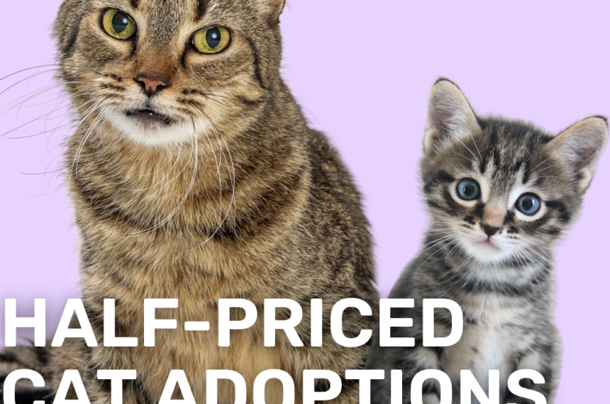 petco marsh landing half price Adoption Event
