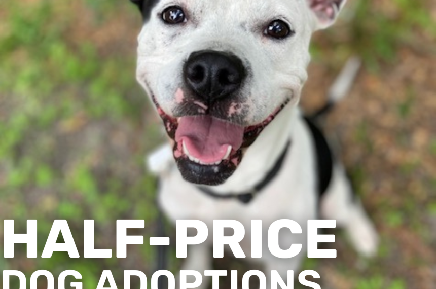 half price dogs tractor supply