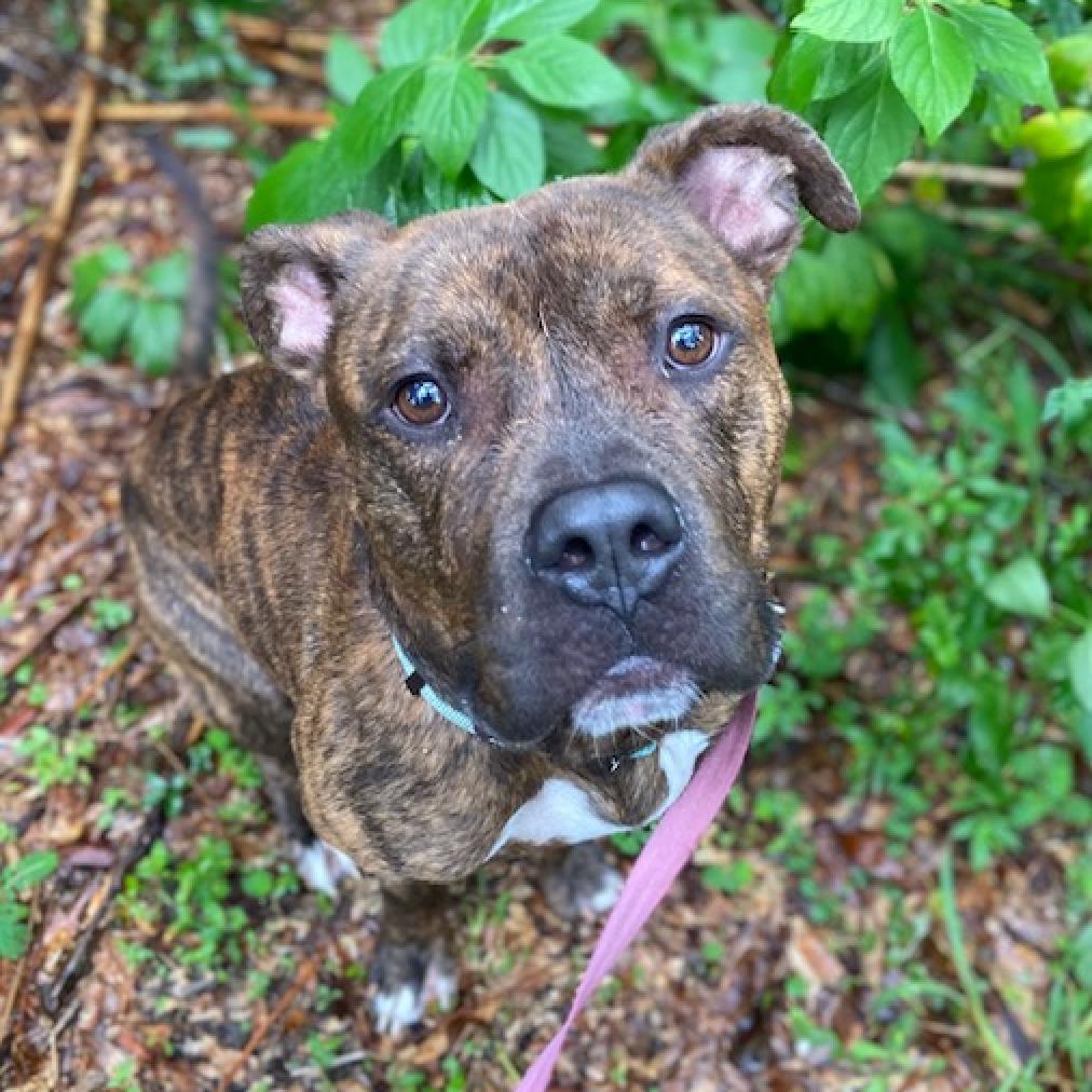 Brendan, a large brindle colored dog gazing up into the camera with warm chocolate brown eyes