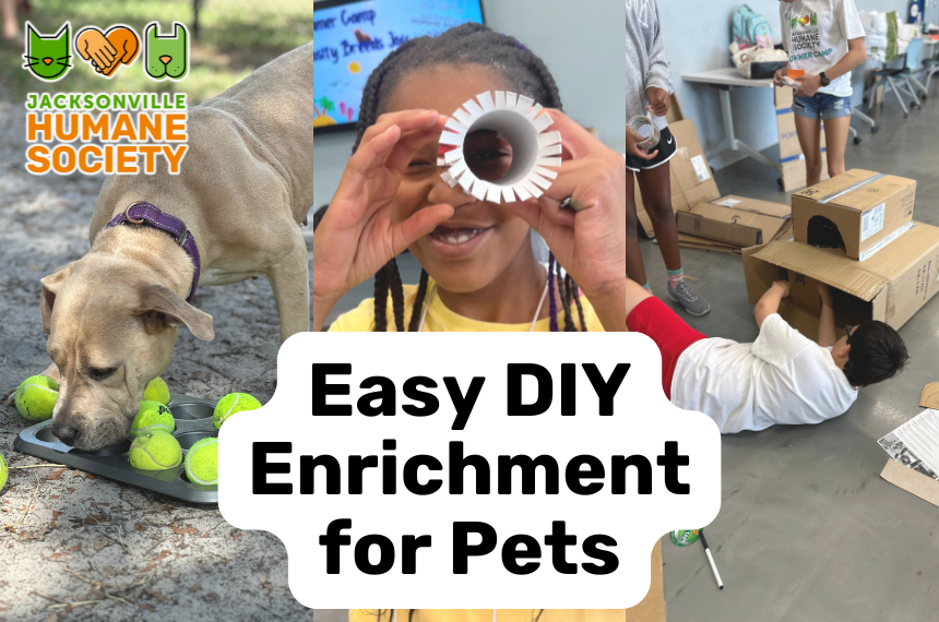 Easy DIY Enrichment Updated