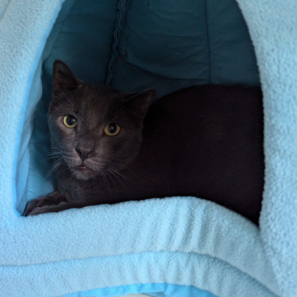 Grady, a gorgeous charcoal grey cat gazing at the camera with piercing yellow eyes while cozied up inside a super soft light blue cat tent