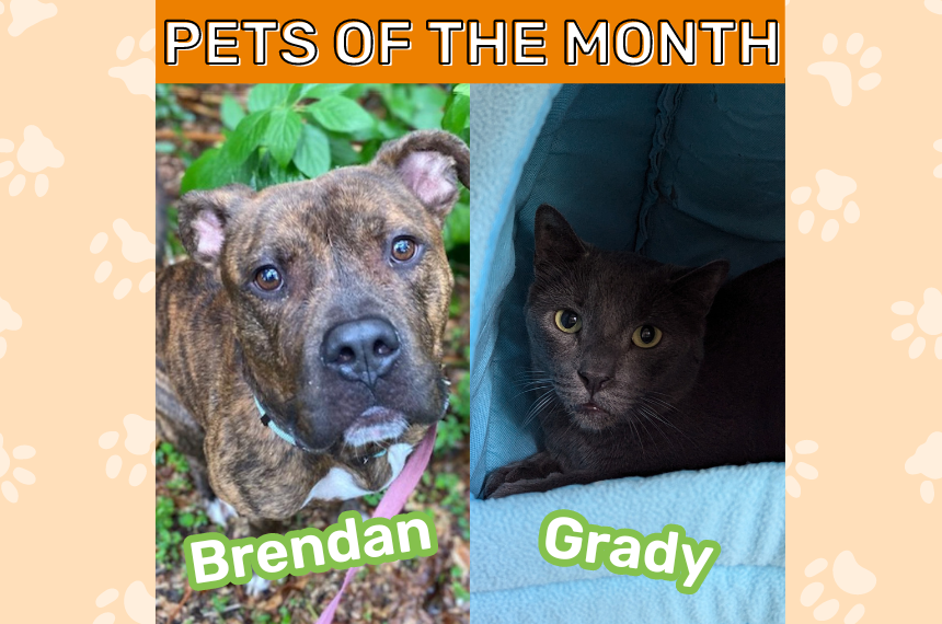 State Farm Pets of the Month Oct