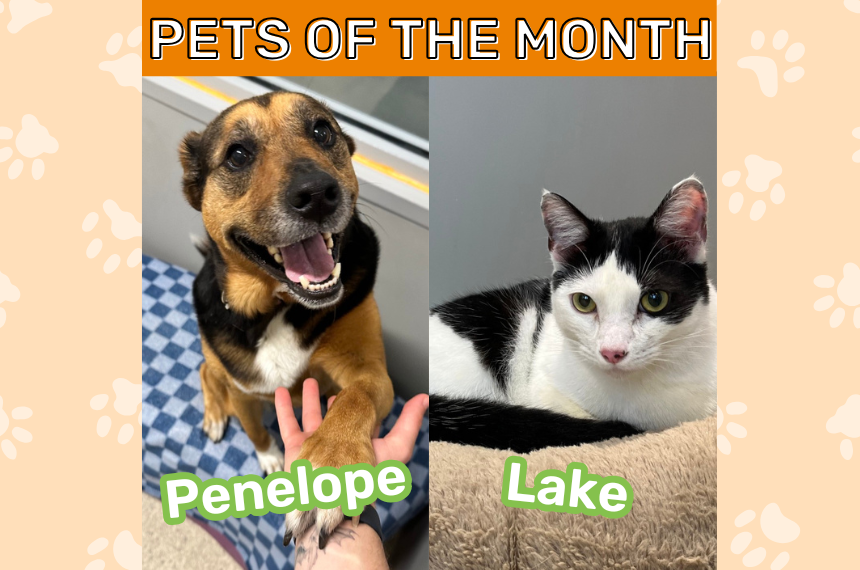 State Farm Pets of the Month May