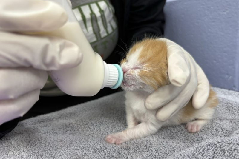 Thanksgiving Socials Thanksgiving Socials