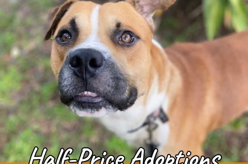 PETCO Half Price Adoptions Nov ( x px) PETCO Half Price Adoptions Nov ( x px)