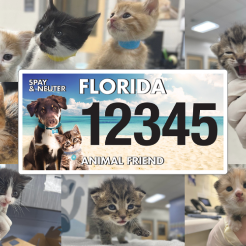 Florida Animal Friend Blog Post