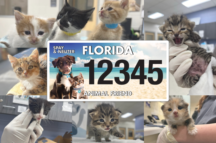 Florida Animal Friend Blog Post