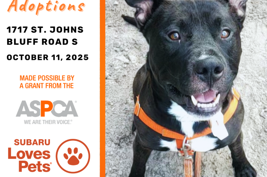 Subaru Adoption Event Oct