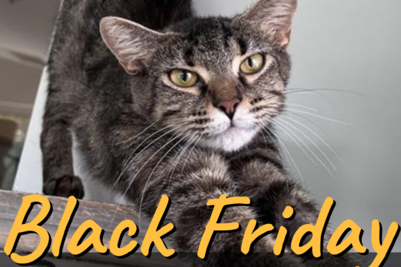 Thanksgiving Socials ()