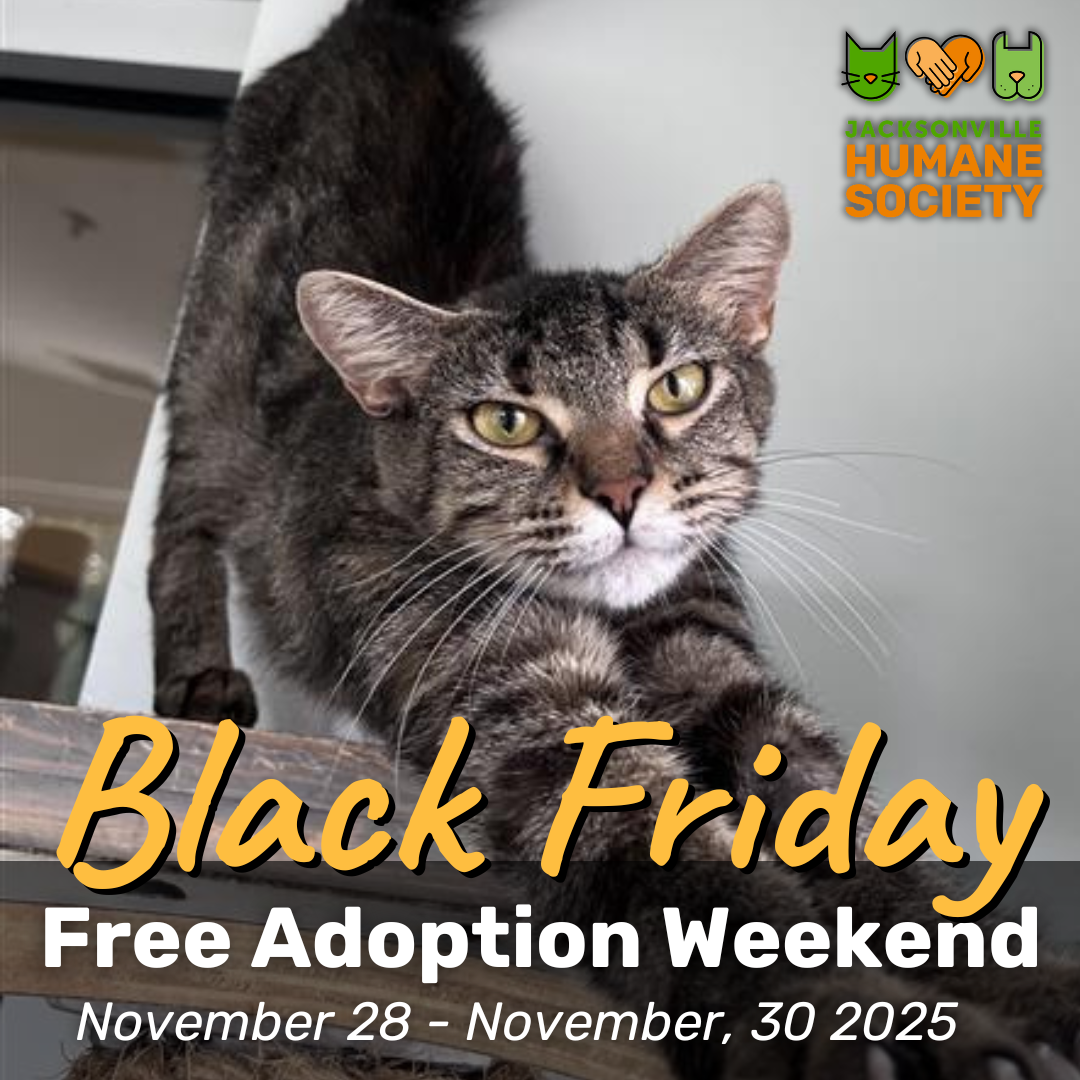 Final Stretch (Post on ) ()