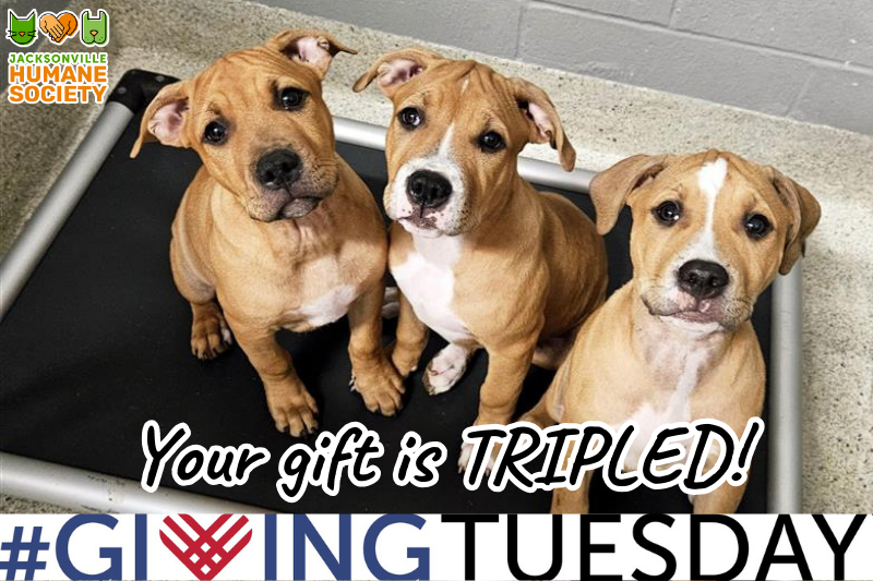 Giving Tuesday Gift is Tripled Puppies ()