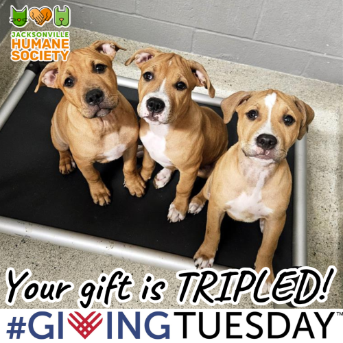 Giving Tuesday Gift is Tripled Puppies