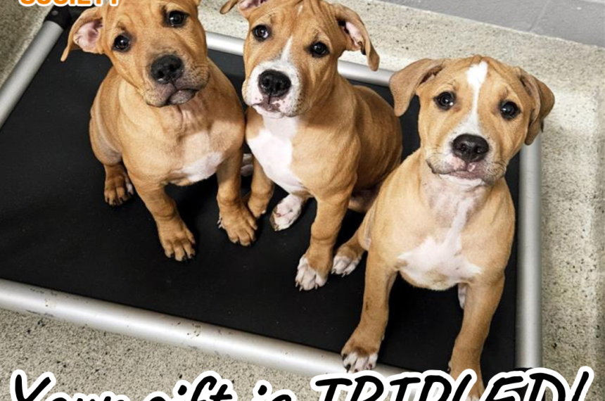 Giving Tuesday Gift is Tripled Puppies Giving Tuesday Gift is Tripled Puppies