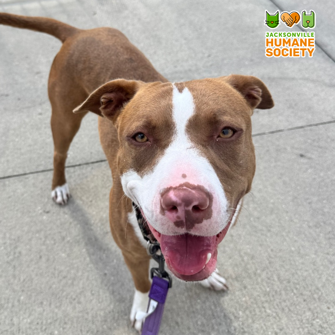 November (Veterans Day)