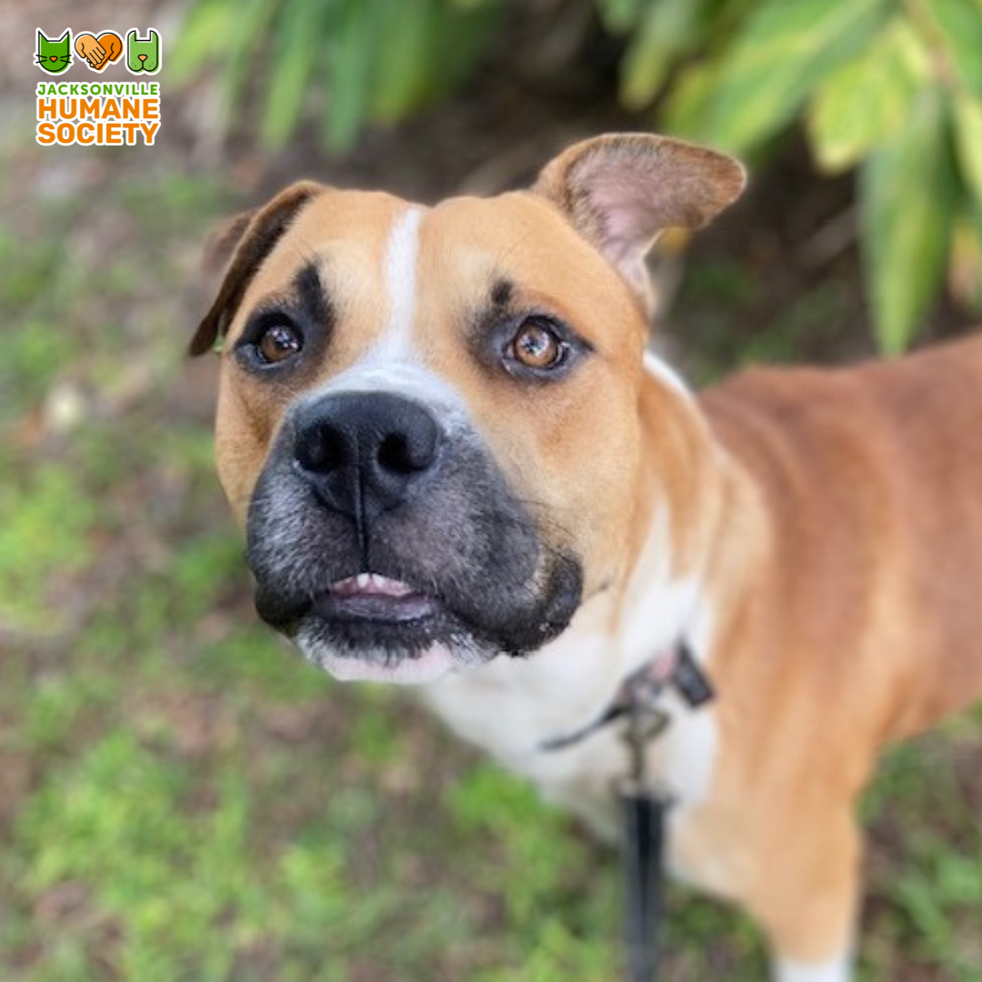 Petco Half Price Adoptions (Nov )