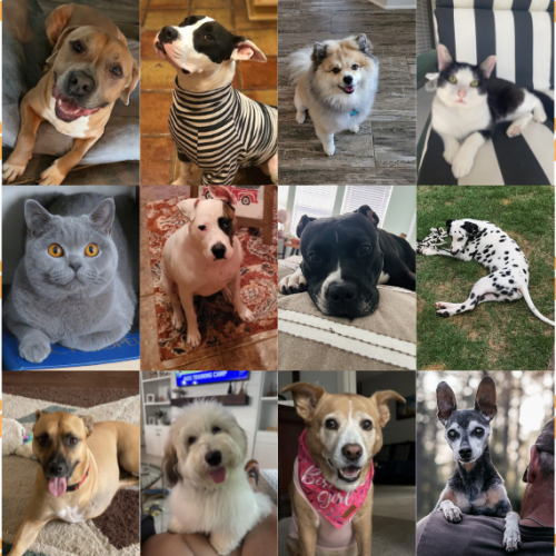 Cutest Pets of Blog Post Cutest Pets of Blog Post