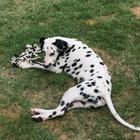 Daisy