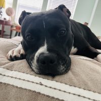 Gigi Gigi