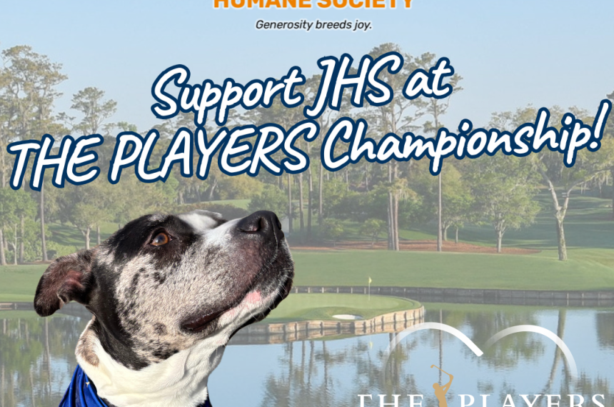 THE PLAYERS Graphics () THE PLAYERS Graphics ()