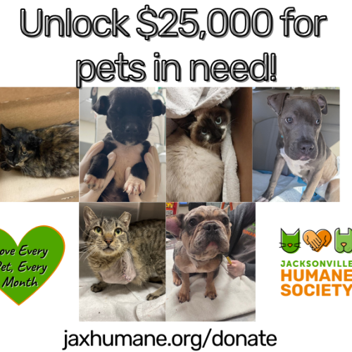 Love Every Pet for Blog