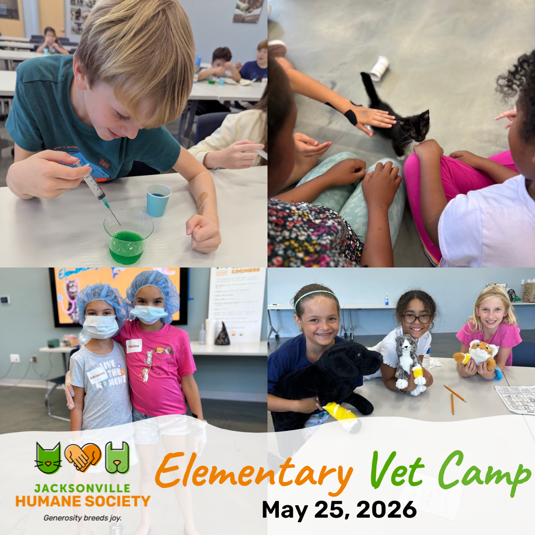Elementary Vet Camp Website Graphic