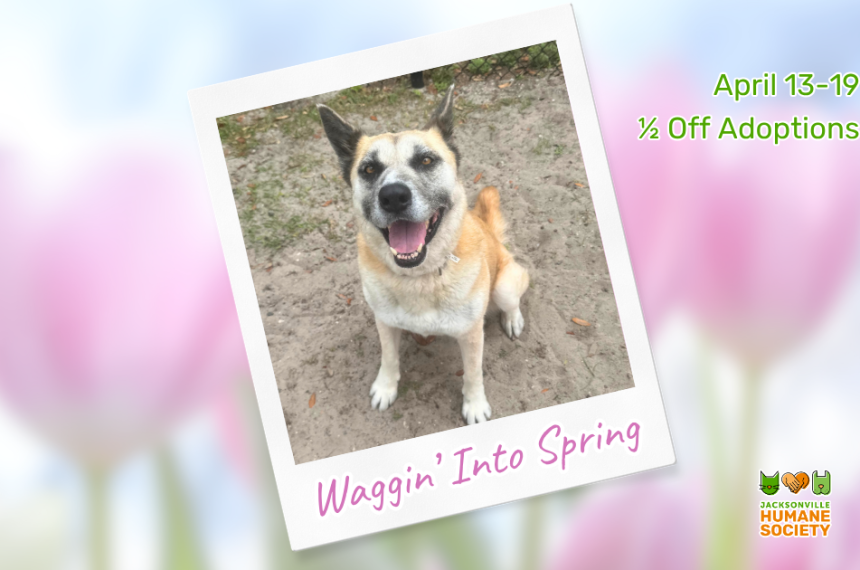 A smiling tan and white dog sits outdoors, looking up at the camera with its tongue out, framed like a Polaroid photo. The background features soft pink tulips and pastel colors. Text reads “Waggin’ Into Spring” and “April 13–19 ½ Off Adoptions,” with the Jacksonville Humane Society logo in the corner.