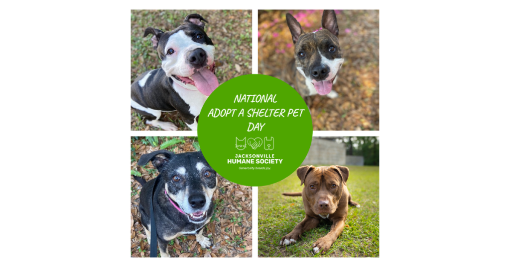 Collage graphic featuring four adoptable dogs from the Jacksonville Humane Society arranged in a grid around a bright green circle in the center. The dogs include a black-and-white dog smiling with its tongue out, a brindle dog with upright ears, a black dog with a gray muzzle wearing a pink collar, and a brown dog lying on grass. White text inside the green circle reads “National Adopt a Shelter Pet Day” above the Jacksonville Humane Society logo.