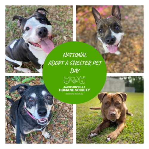 Collage graphic featuring four adoptable dogs from the Jacksonville Humane Society arranged in a grid around a bright green circle in the center. The dogs include a black-and-white dog smiling with its tongue out, a brindle dog with upright ears, a black dog with a gray muzzle wearing a pink collar, and a brown dog lying on grass. White text inside the green circle reads “National Adopt a Shelter Pet Day” above the Jacksonville Humane Society logo.