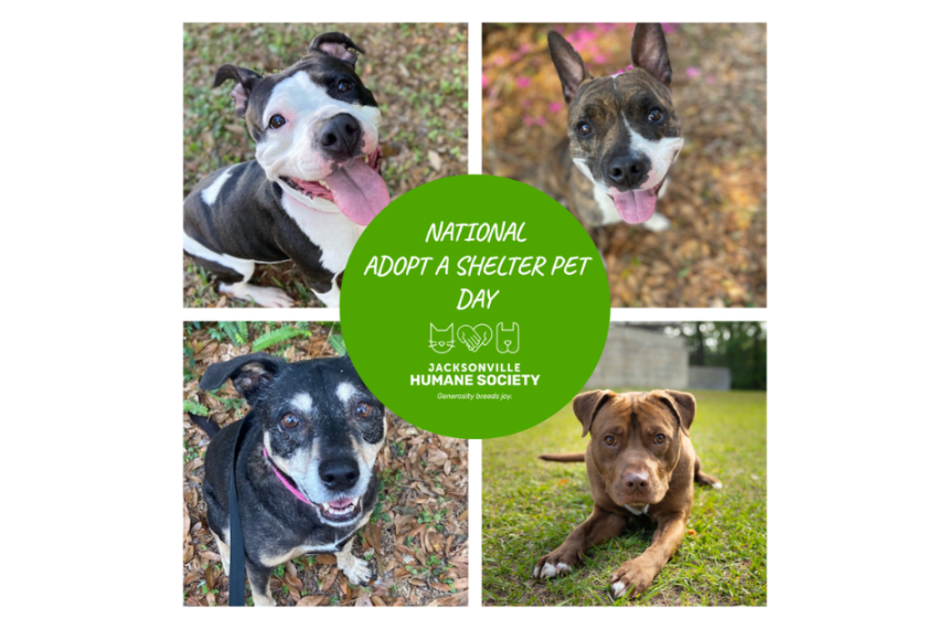 Collage graphic featuring four adoptable dogs from the Jacksonville Humane Society arranged in a grid around a bright green circle in the center. The dogs include a black-and-white dog smiling with its tongue out, a brindle dog with upright ears, a black dog with a gray muzzle wearing a pink collar, and a brown dog lying on grass. White text inside the green circle reads “National Adopt a Shelter Pet Day” above the Jacksonville Humane Society logo.