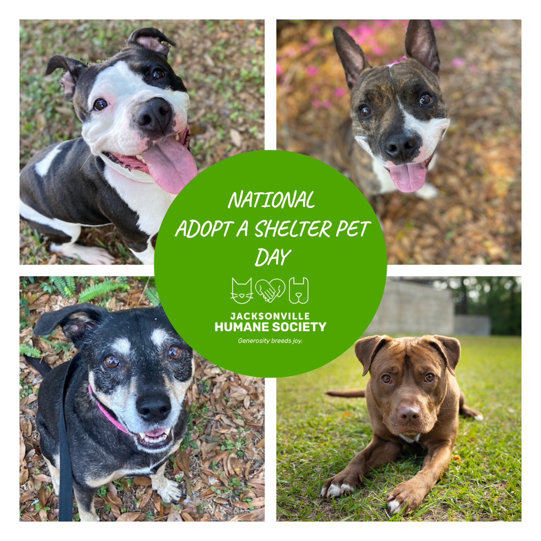A collage of four adoptable dogs smiling and looking at the camera, arranged around a large green circle. The dogs include a black and white dog with its tongue out, a brindle dog with upright ears, a black dog with tan markings, and a brown dog lying on grass. In the center, white text reads “National Adopt a Shelter Pet Day” with the Jacksonville Humane Society logo and the tagline “Generosity breeds joy.”