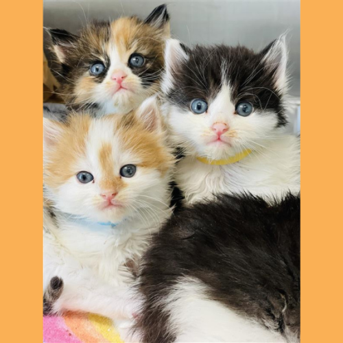Alt text: Four fluffy kittens cuddle closely together on a soft blanket. Three kittens face the camera with bright blue eyes, including a calico kitten, an orange-and-white kitten, and a black-and-white kitten wearing colored collars. A fourth black-and-white kitten rests in the foreground with its face partially tucked down.