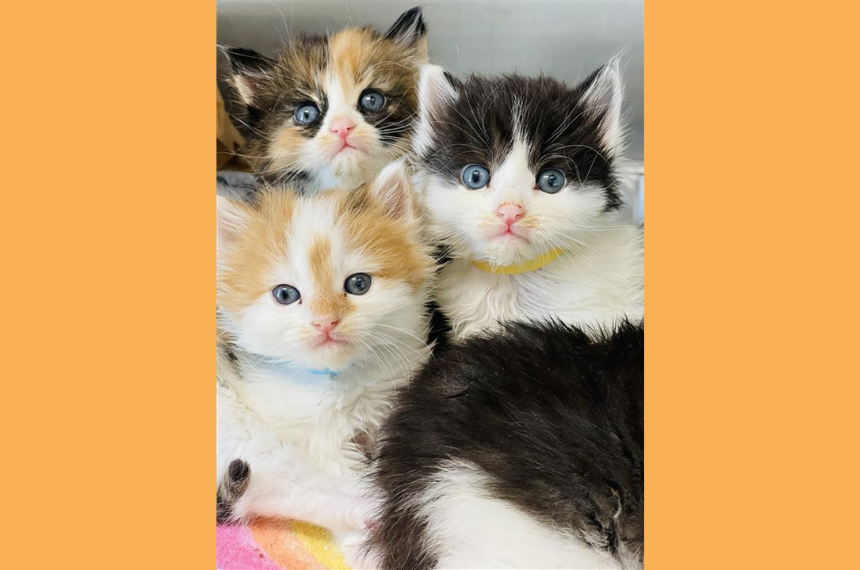 Alt text: Four fluffy kittens cuddle closely together on a soft blanket. Three kittens face the camera with bright blue eyes, including a calico kitten, an orange-and-white kitten, and a black-and-white kitten wearing colored collars. A fourth black-and-white kitten rests in the foreground with its face partially tucked down.