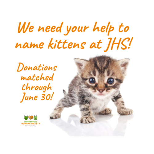 Graphic promoting the Jacksonville Humane Society's "Be a Feline Friend" campaign. A small tabby kitten with blue eyes stands in the center against a light gray background. Orange text at the top reads, "We need your help to name kittens at JHS!" Additional orange text on the left says, "Donations matched through June 30!" The Jacksonville Humane Society logo appears near the bottom left. The design encourages community members to support shelter kittens by helping name them through donations.