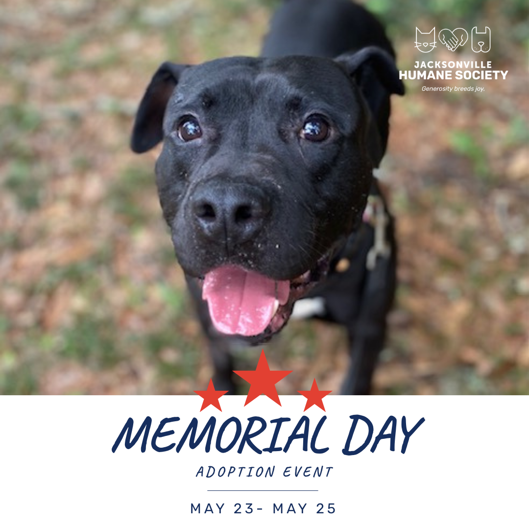Promotional graphic for the Jacksonville Humane Society’s Memorial Day Adoption Event. The image features a close-up photo of a black dog looking up at the camera with bright eyes, an open mouth, and a happy expression while outdoors on a leash. The Jacksonville Humane Society logo appears in the top right corner. Beneath the photo, patriotic red stars frame the event title, “Memorial Day Adoption Event,” with event dates listed as May 21 through May 25.