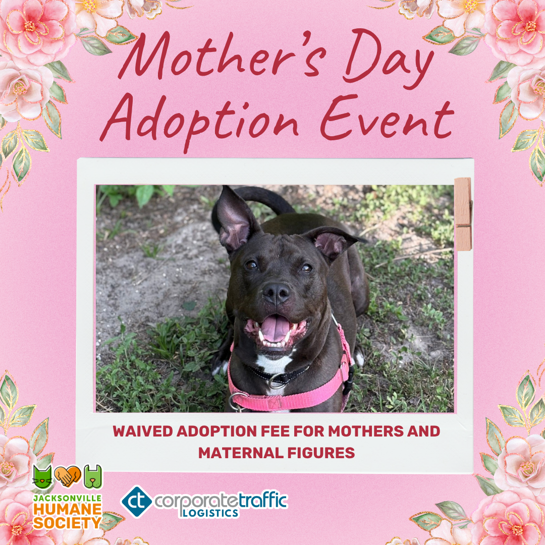 A pink promotional graphic for the Jacksonville Humane Society’s Mother’s Day Adoption Event. The design features floral accents in each corner and a polaroid-style photo in the center of a happy black dog wearing a pink harness, looking up at the camera with ears perked and mouth open. Text at the top reads “Mother’s Day Adoption Event,” and text below the photo reads “Waived Adoption Fee for Mothers and Maternal Figures.” The Jacksonville Humane Society and Corporate Traffic Logistics logos appear at the bottom.
