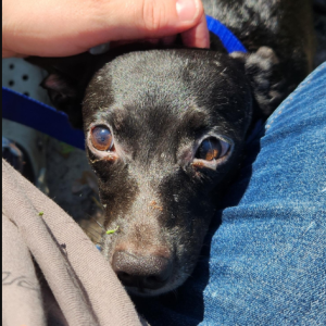 Dog being pet